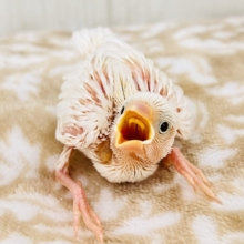 ﾂｸﾂｸえのき‥🍄幸せパウダーを振り撒く💕白文鳥の雛が入舎しました☆