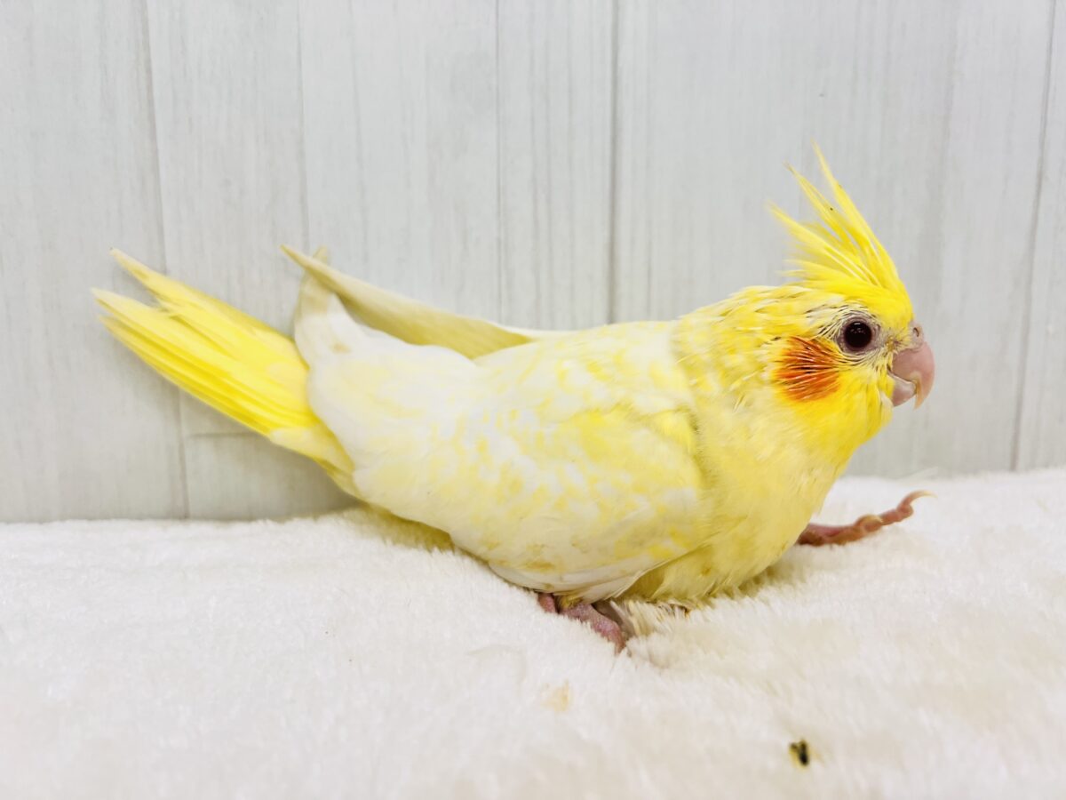 オカメインコ