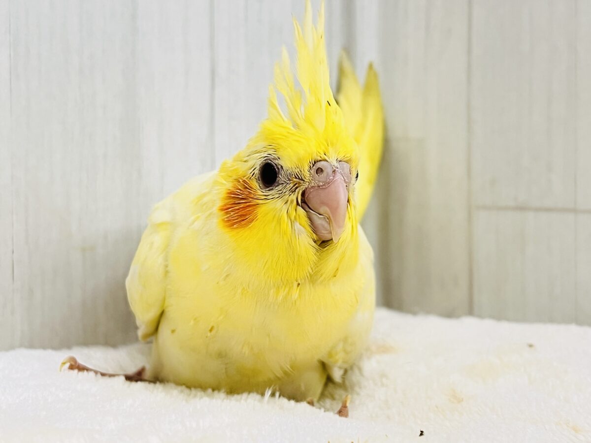 オカメインコ