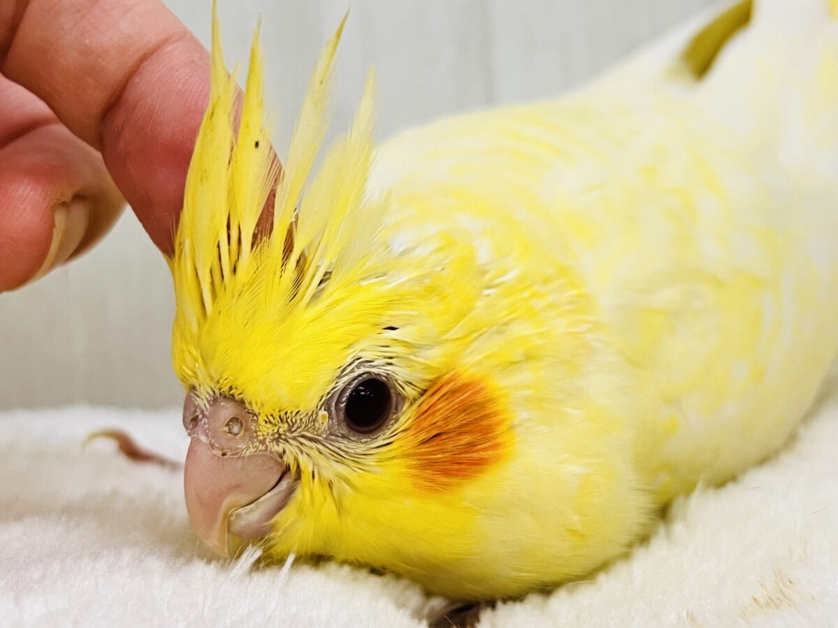 画像更新☆ビッグになるぞ!なみなみ模様が素敵🌊💓オカメインコのルチノーパール✨ オカメインコ