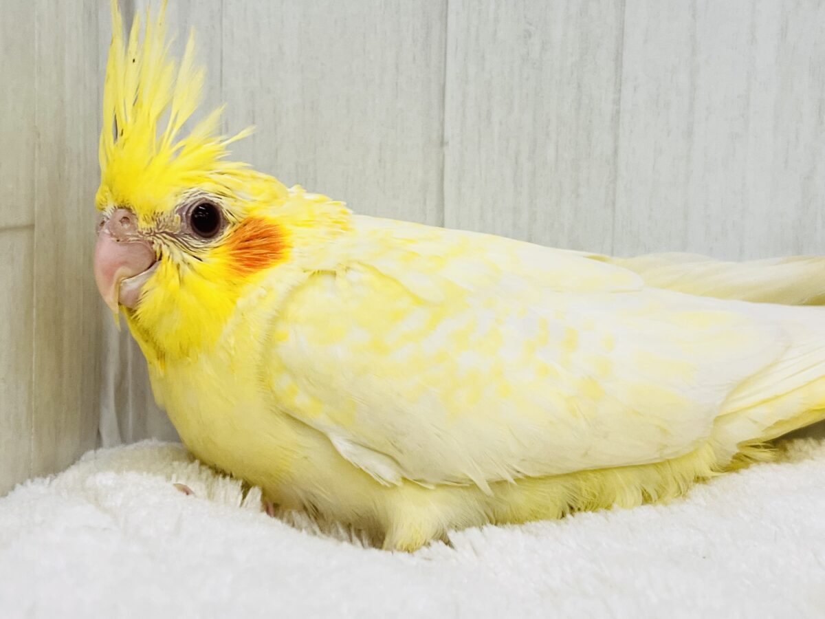 オカメインコ