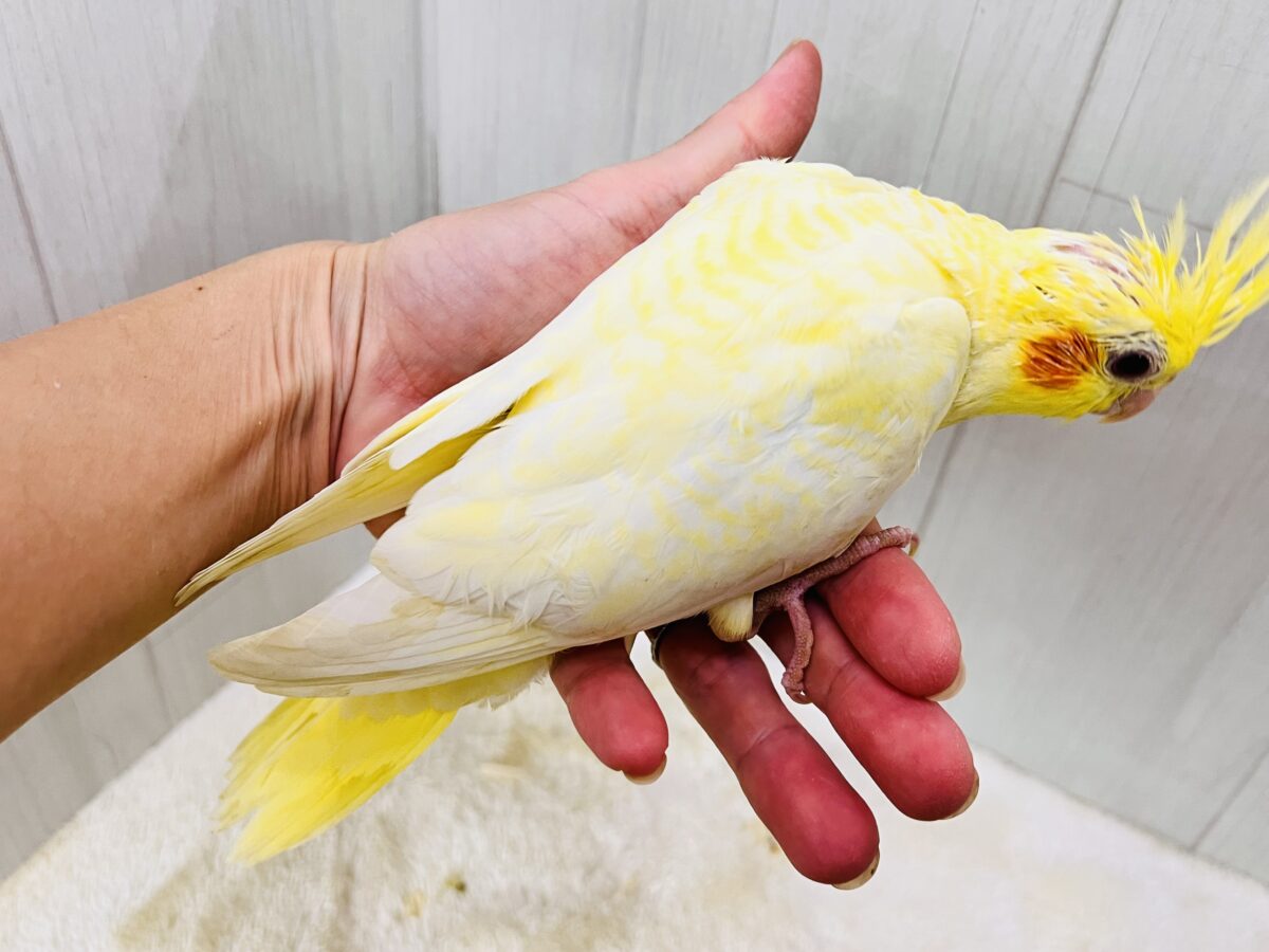 画像更新☆ビッグになるぞ!なみなみ模様が素敵🌊💓オカメインコのルチノーパール✨ オカメインコ