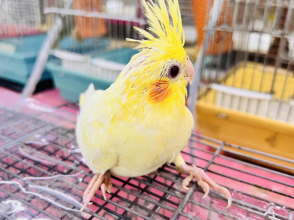 オカメインコ