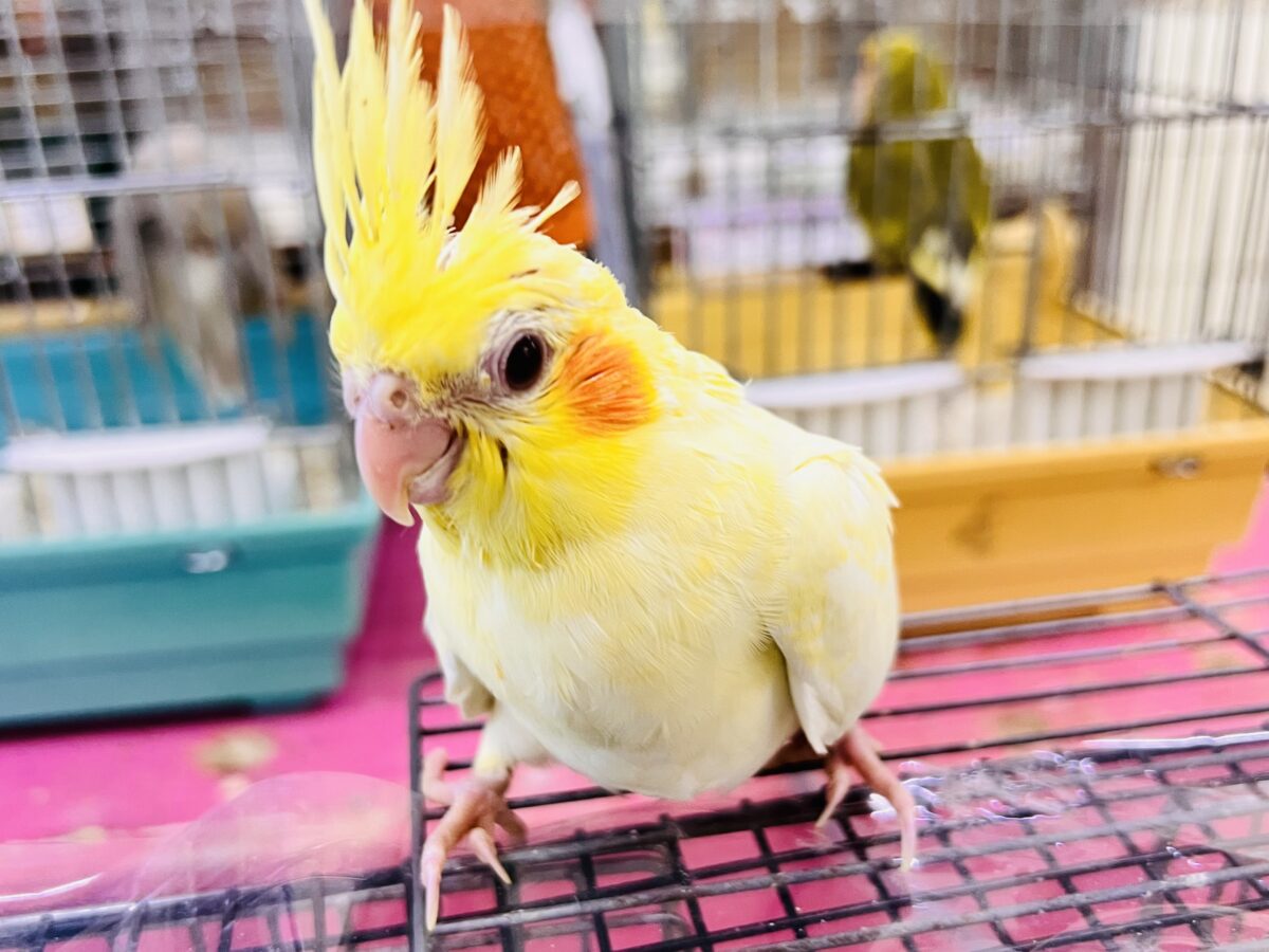 オカメインコ