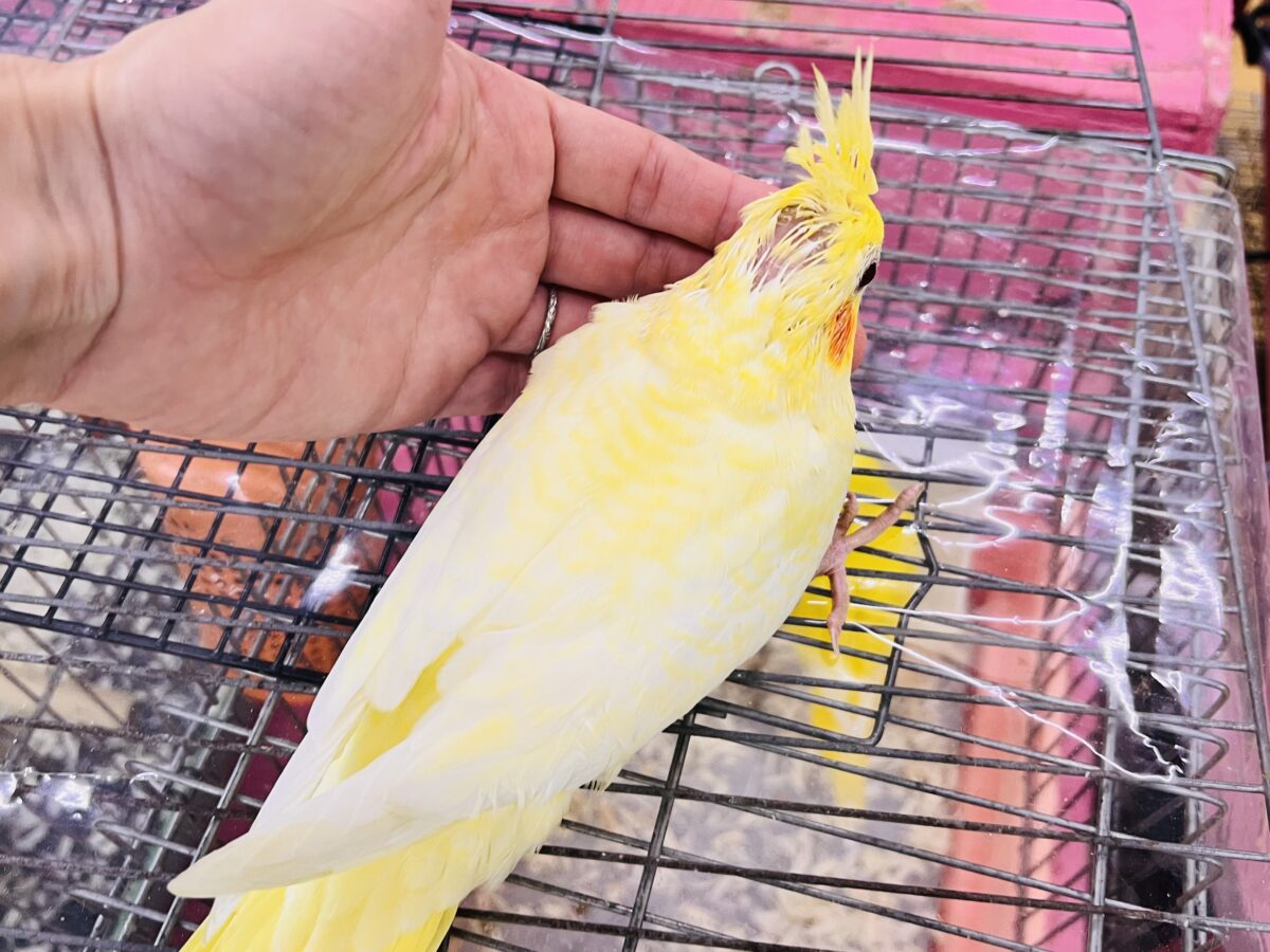 画像更新☆ビッグになるぞ!なみなみ模様が素敵🌊💓オカメインコのルチノーパール✨ オカメインコ