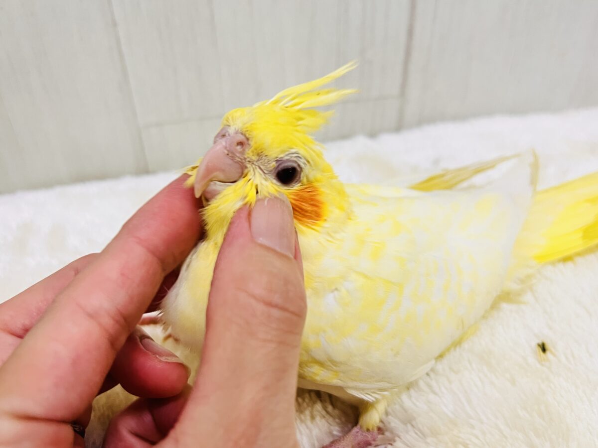 画像更新☆ビッグになるぞ!なみなみ模様が素敵🌊💓オカメインコのルチノーパール✨ オカメインコ