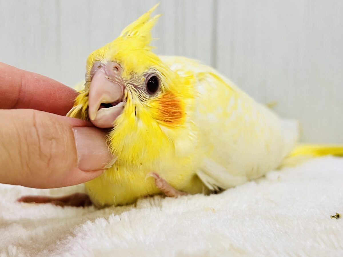 画像更新☆ビッグになるぞ!なみなみ模様が素敵🌊💓オカメインコのルチノーパール✨ オカメインコ