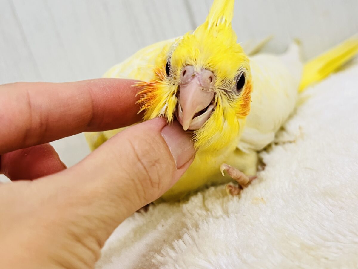オカメインコ