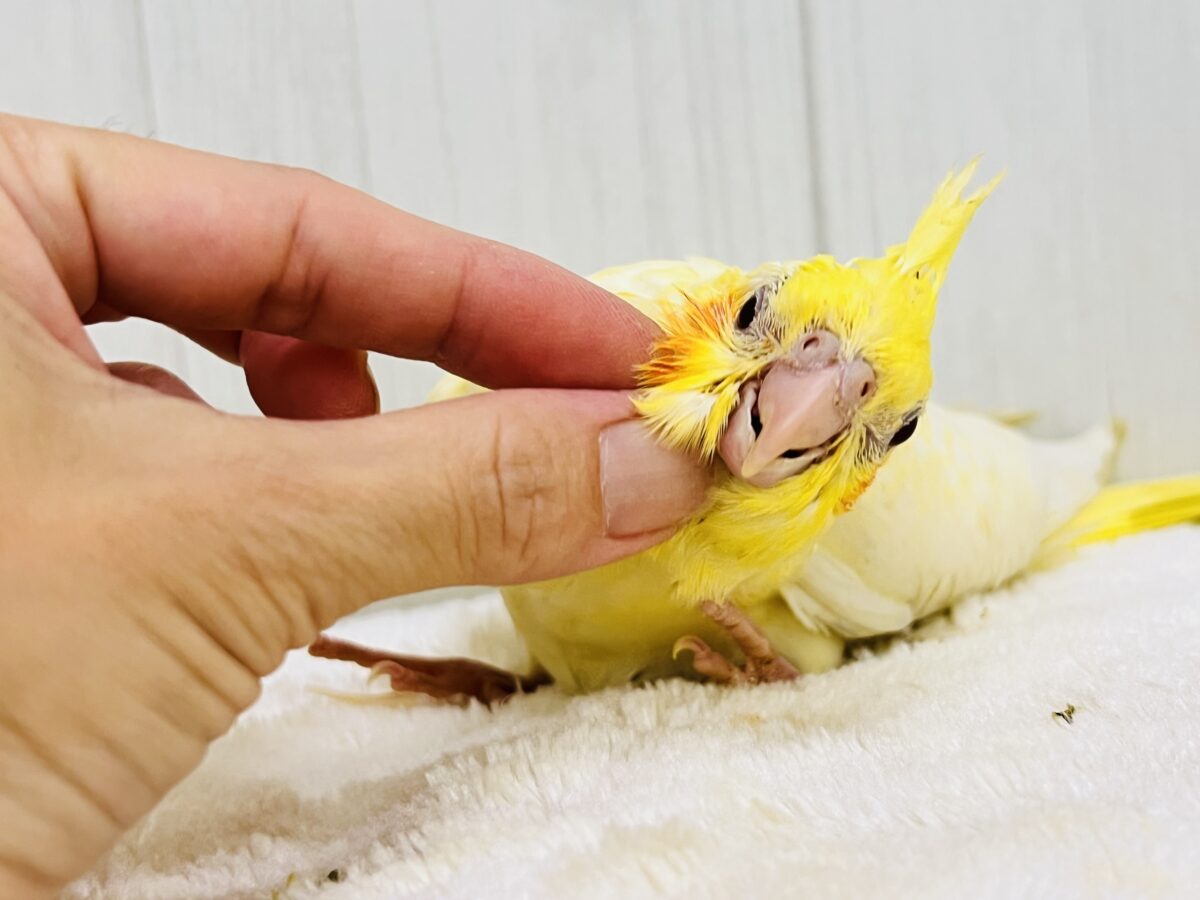 画像更新☆ビッグになるぞ!なみなみ模様が素敵🌊💓オカメインコのルチノーパール✨ オカメインコ