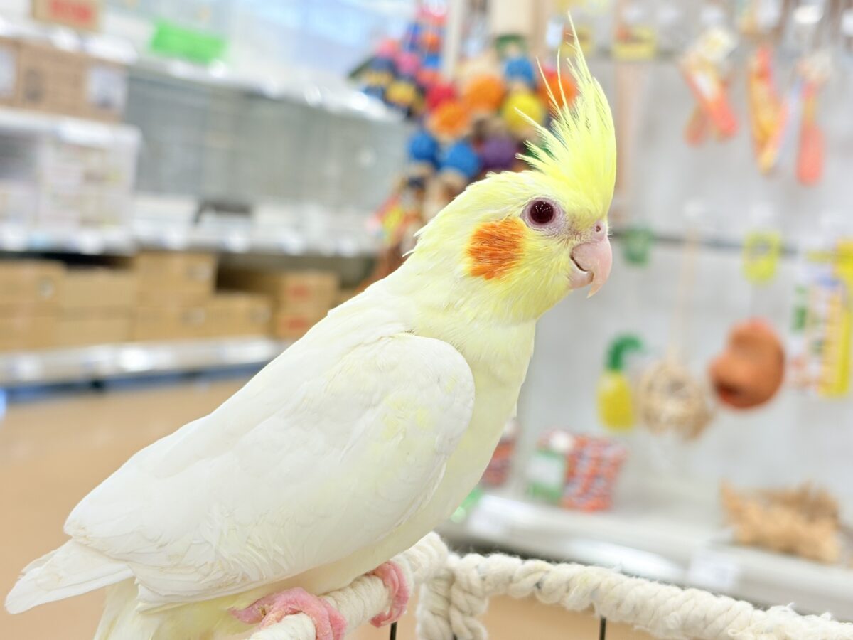 オカメインコ