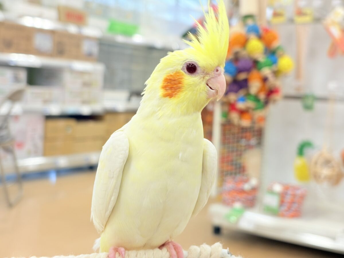 オカメインコ