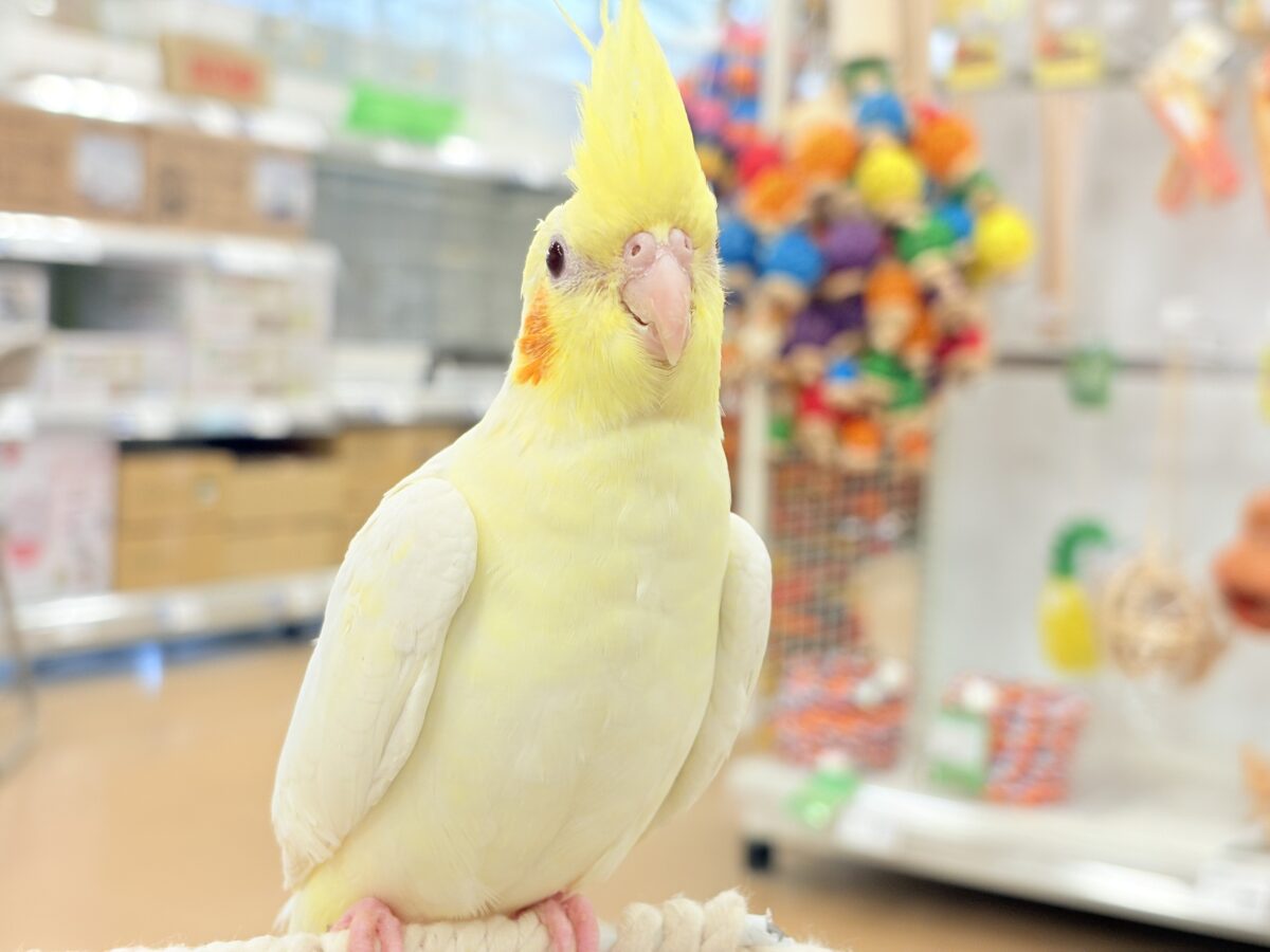 オカメインコ