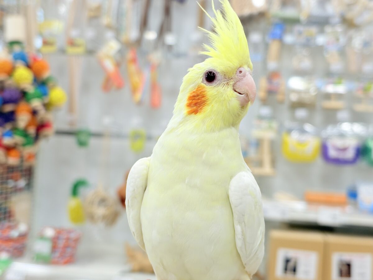 オカメインコ