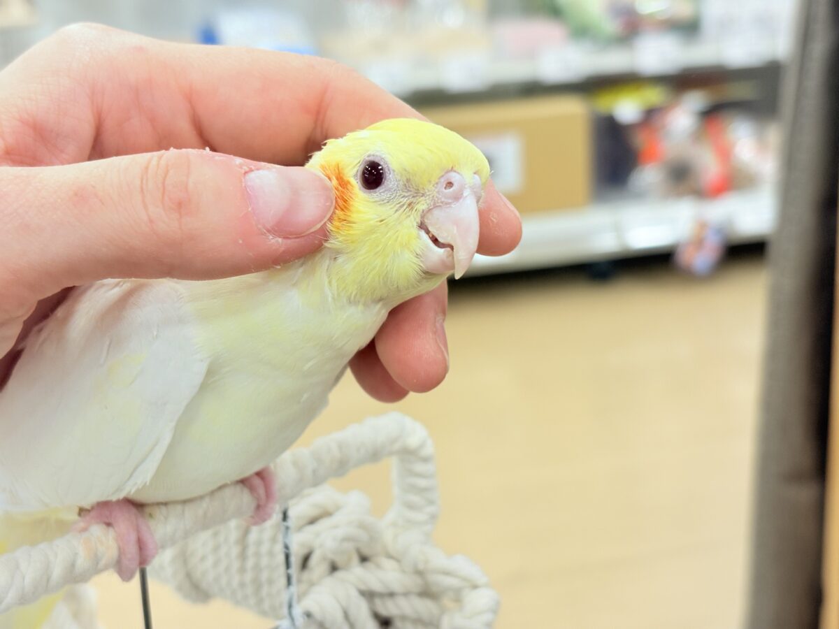 オカメインコ