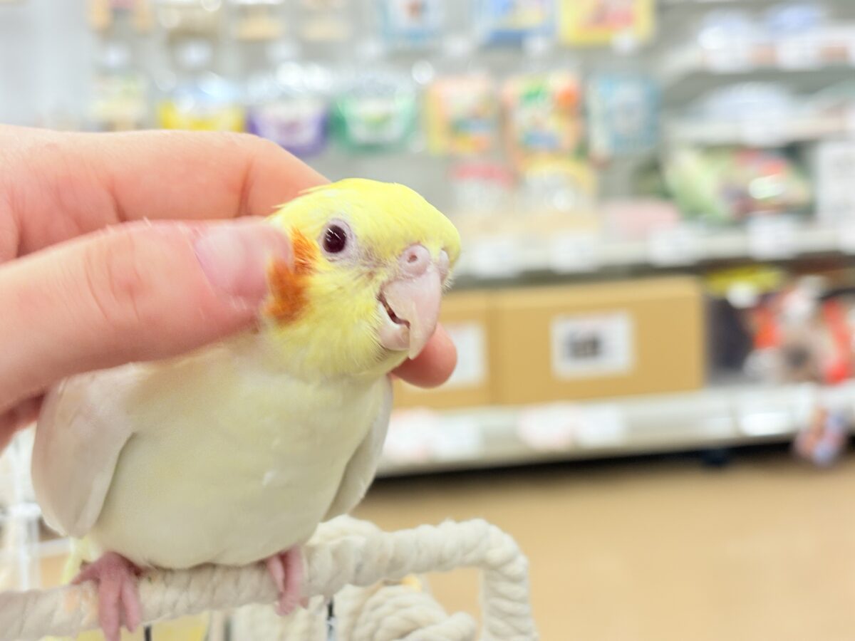 オカメインコ