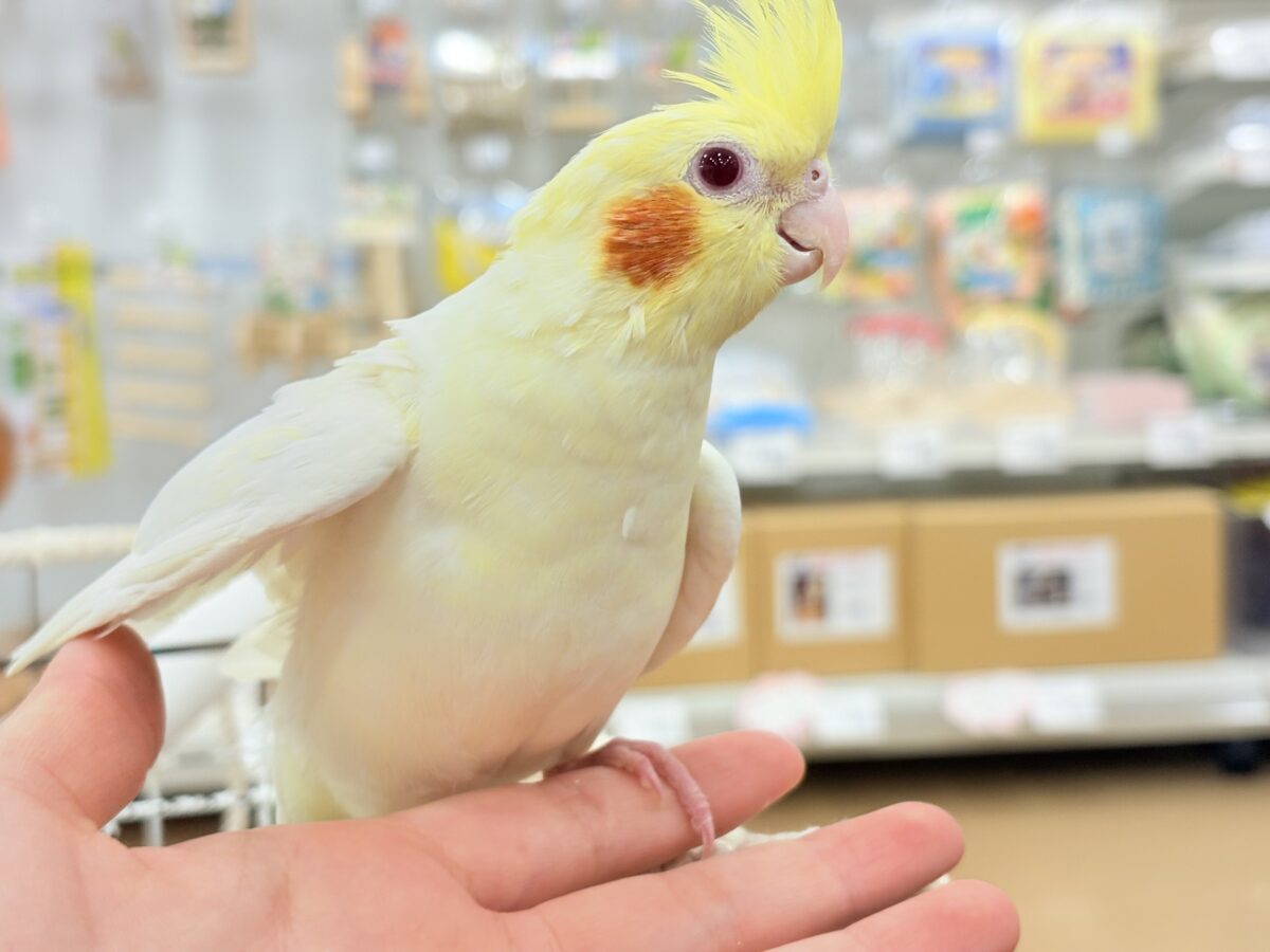 オカメインコ