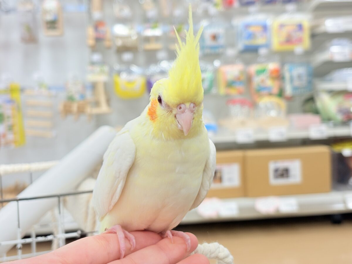 オカメインコ