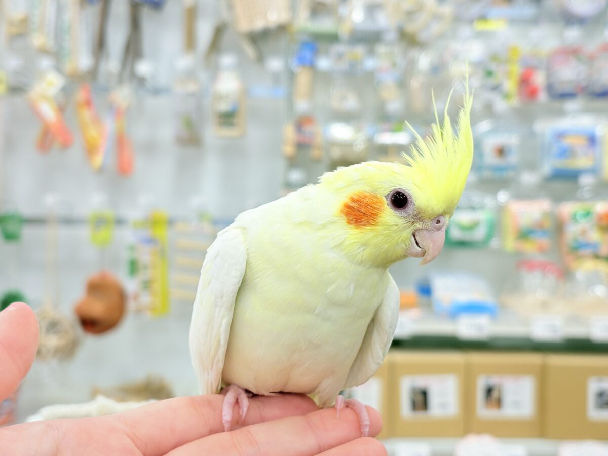 オカメインコ