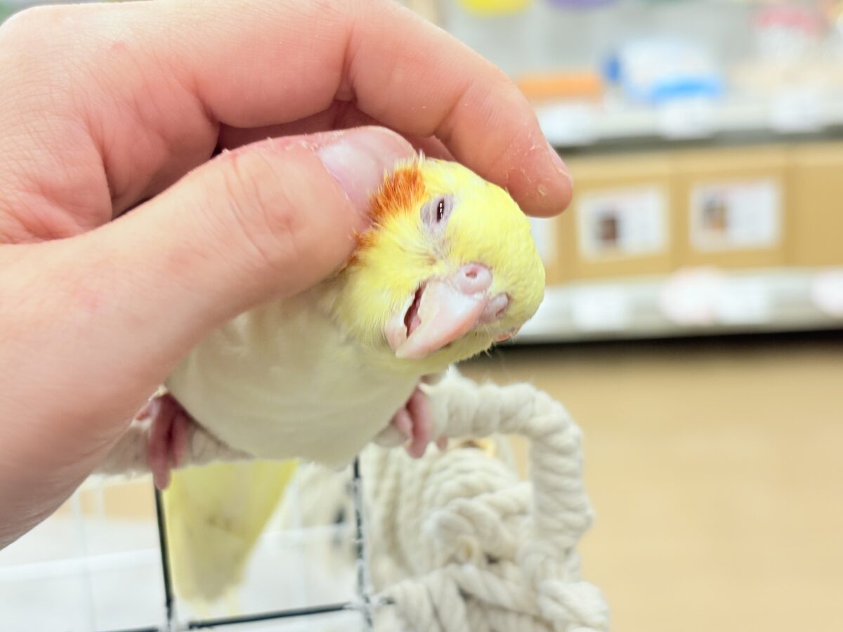 オカメインコ