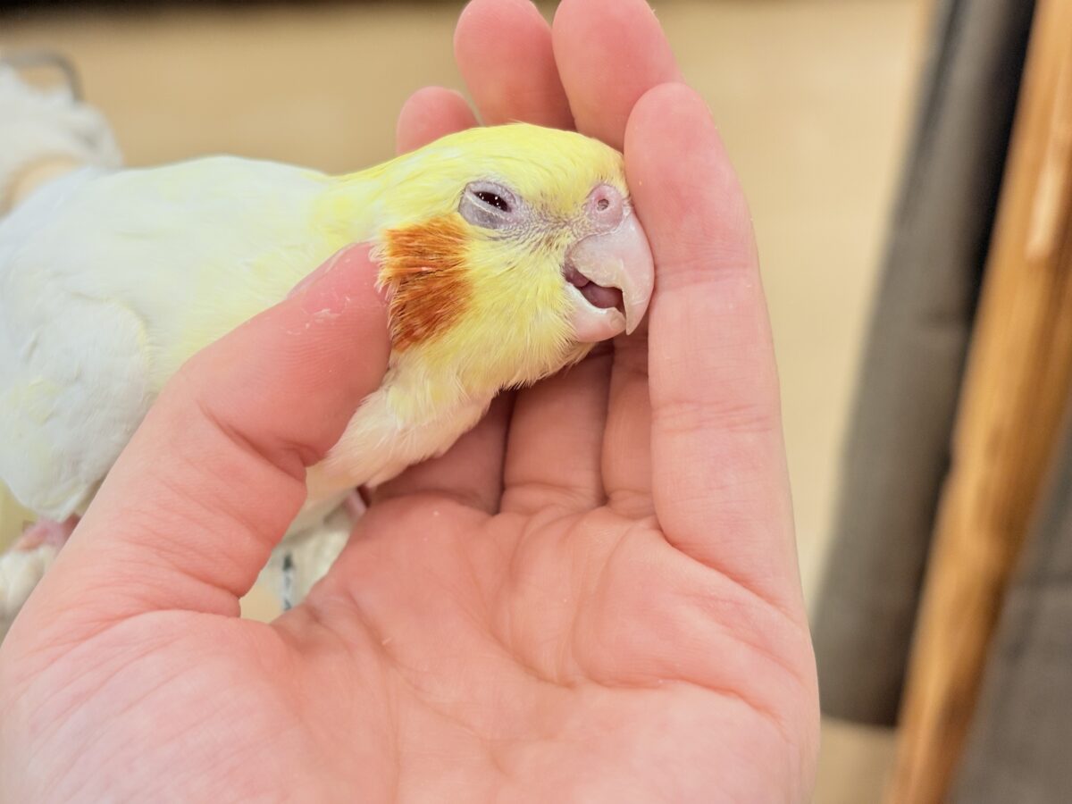 オカメインコ