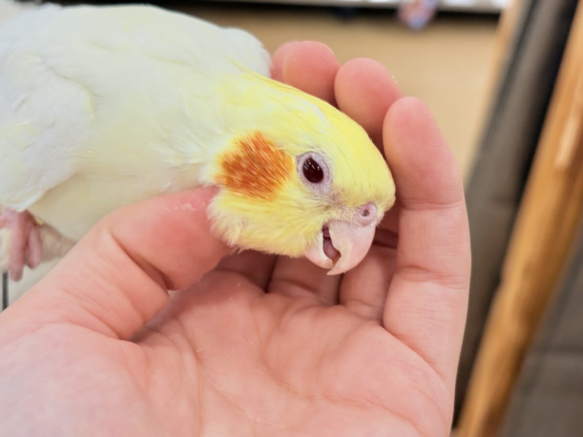 オカメインコ