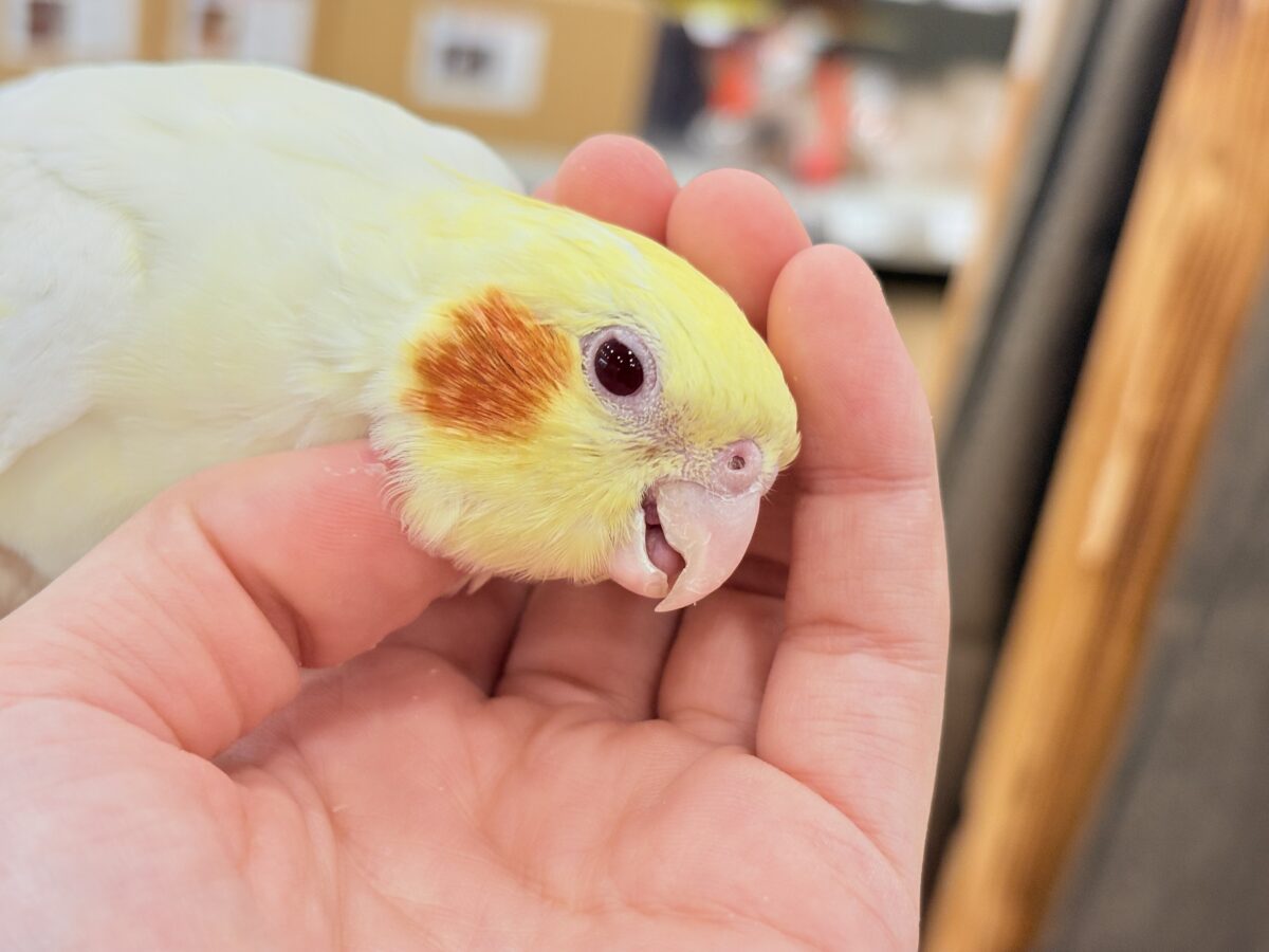 オカメインコ