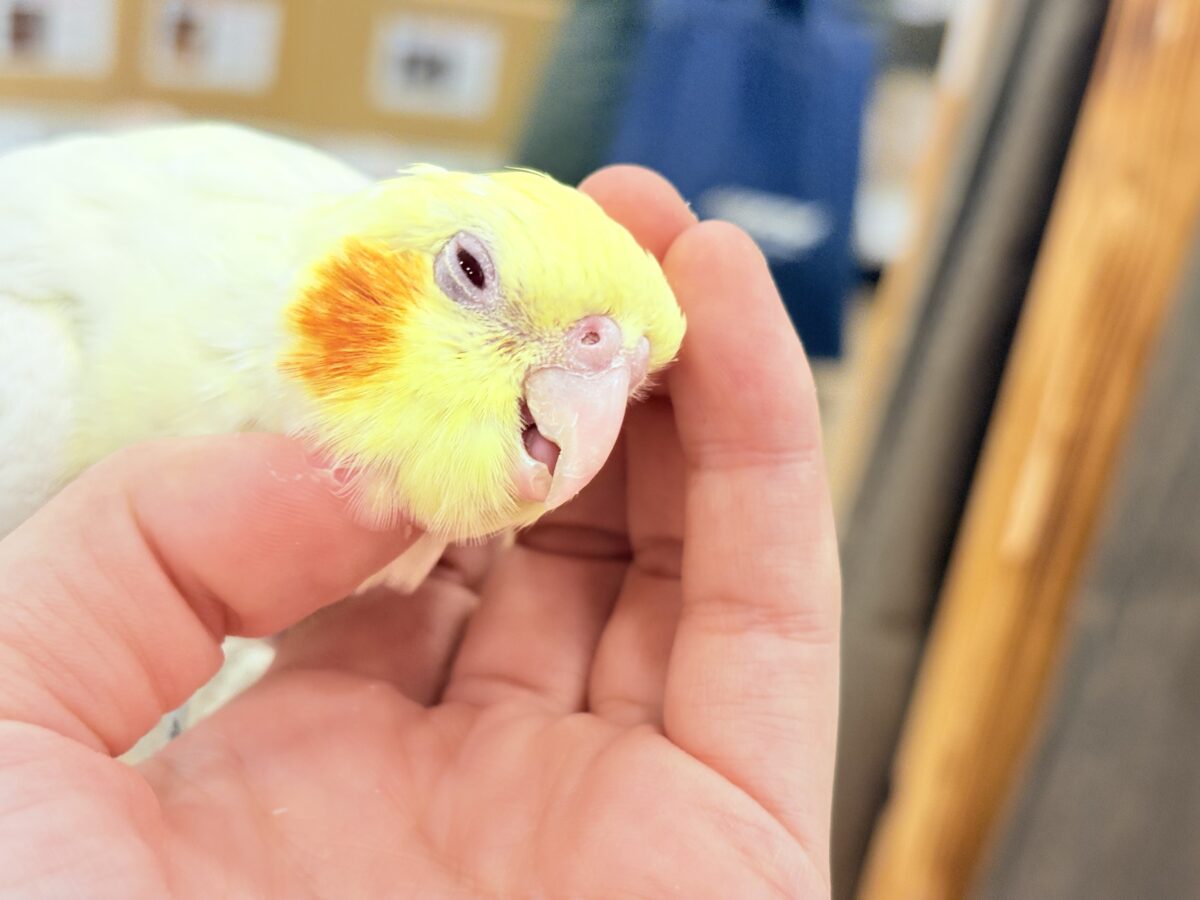 オカメインコ
