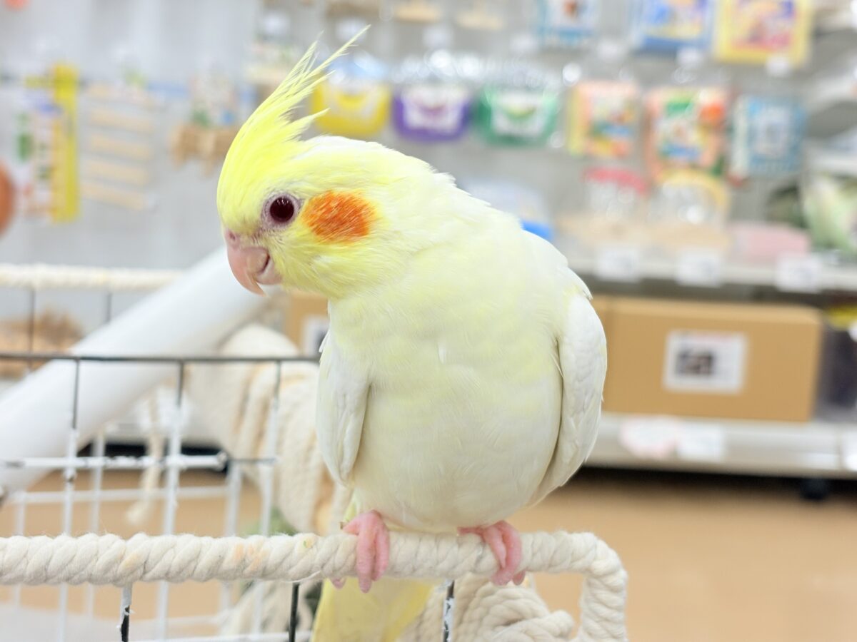 オカメインコ