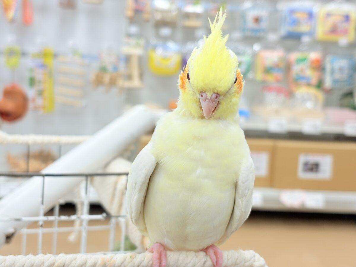 オカメインコ