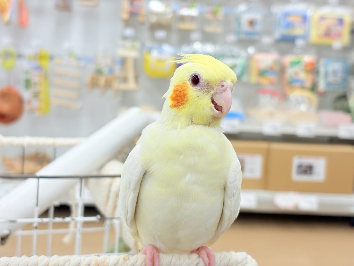 オカメインコ