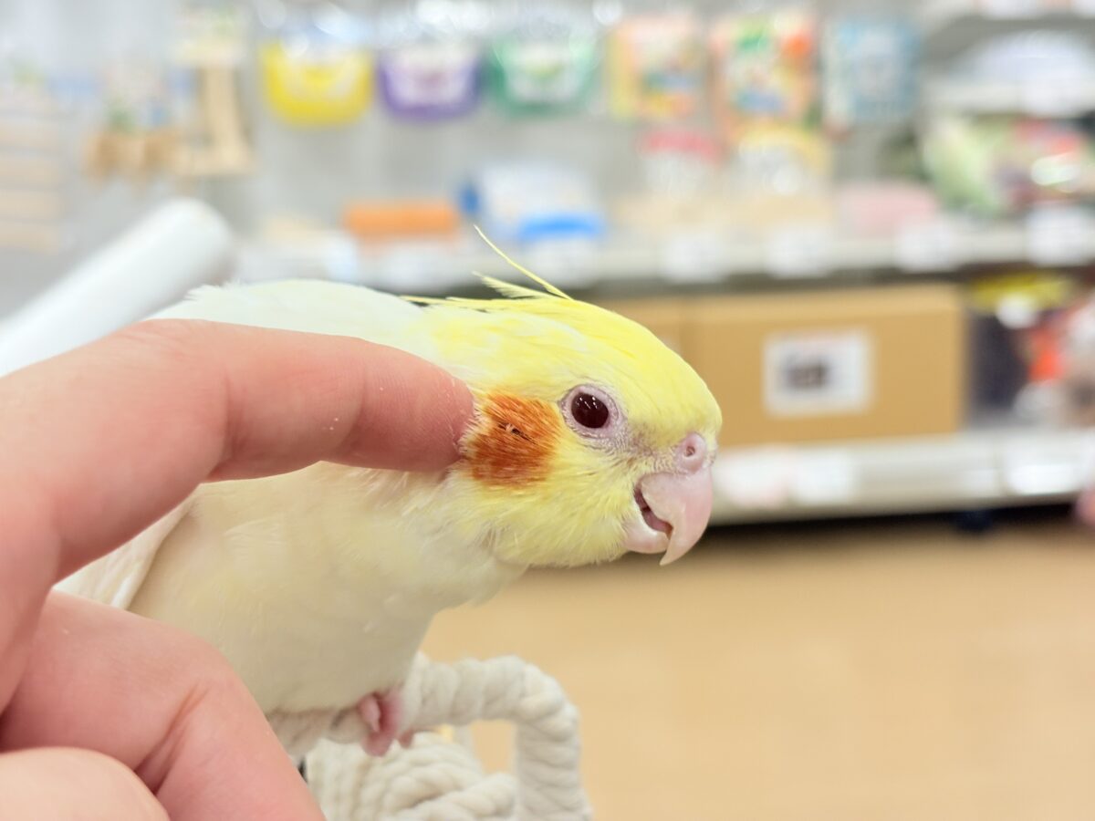 オカメインコ