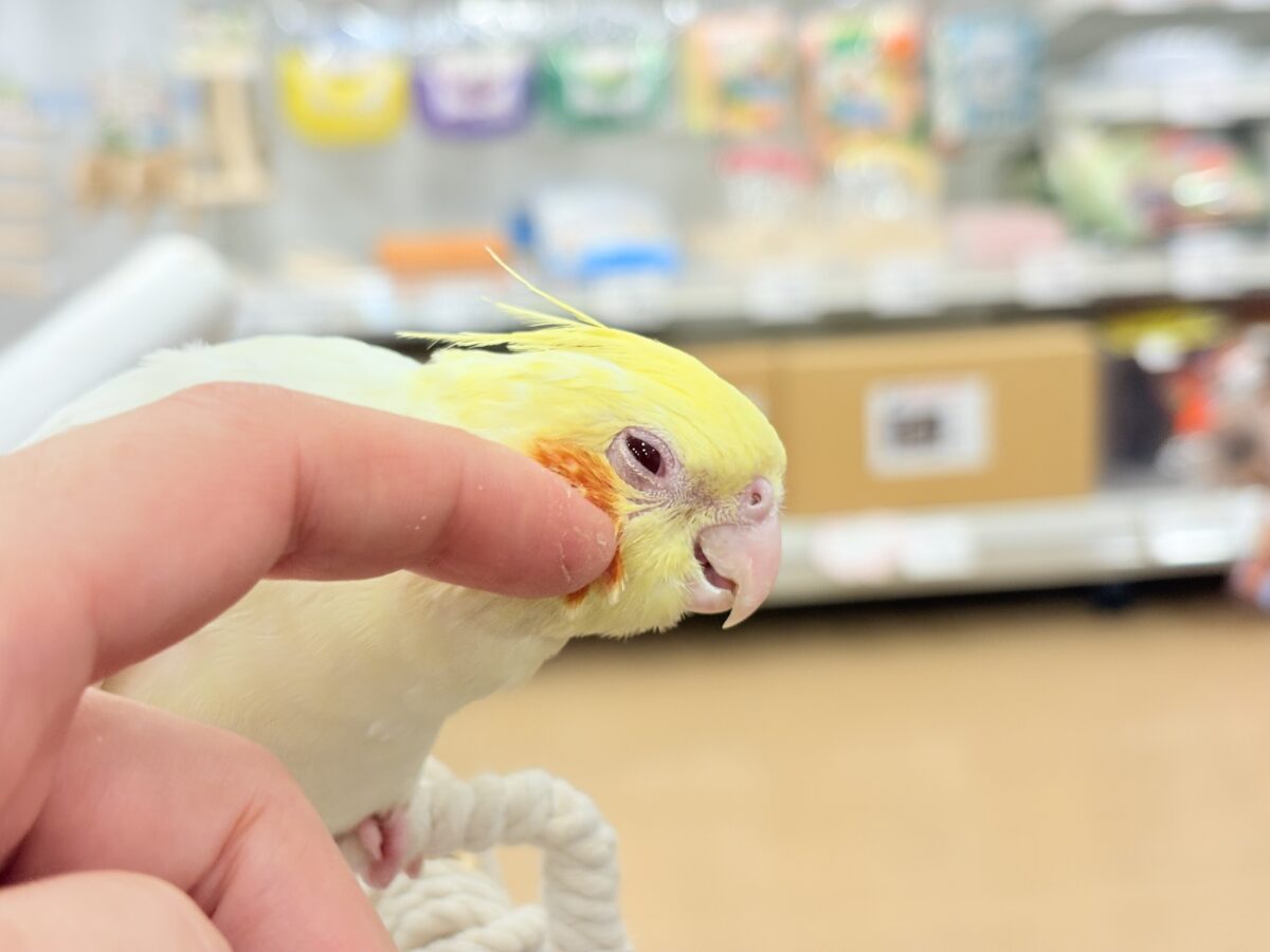 オカメインコ