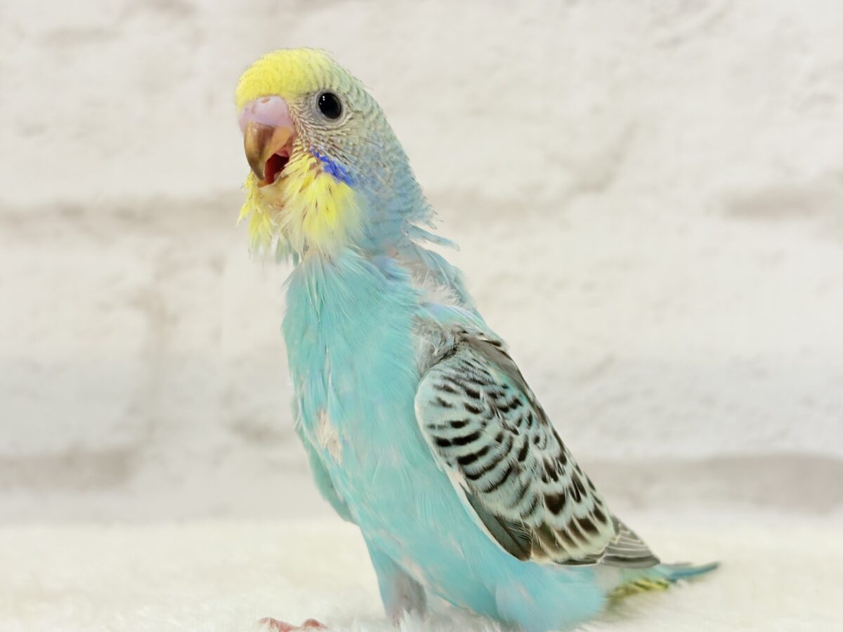 【最新画像更新🪄】まだまだ夏は終わらないっ🐣🌴セキセイインコ(レインボー) ヒナ セキセイインコ