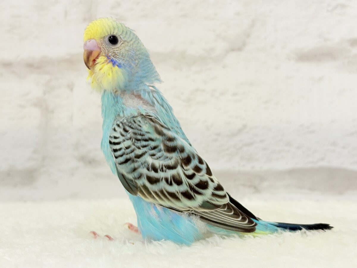 【最新画像更新🪄】まだまだ夏は終わらないっ🐣🌴セキセイインコ(レインボー) ヒナ セキセイインコ