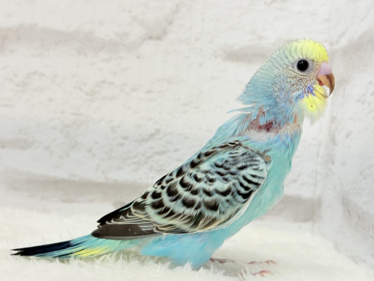 【最新画像更新🪄】まだまだ夏は終わらないっ🐣🌴セキセイインコ(レインボー) ヒナ セキセイインコ