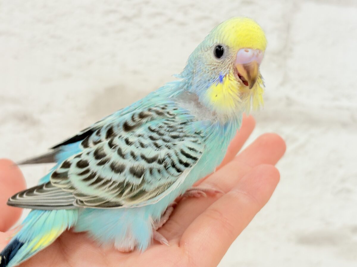 【最新画像更新🪄】まだまだ夏は終わらないっ🐣🌴セキセイインコ(レインボー) ヒナ セキセイインコ