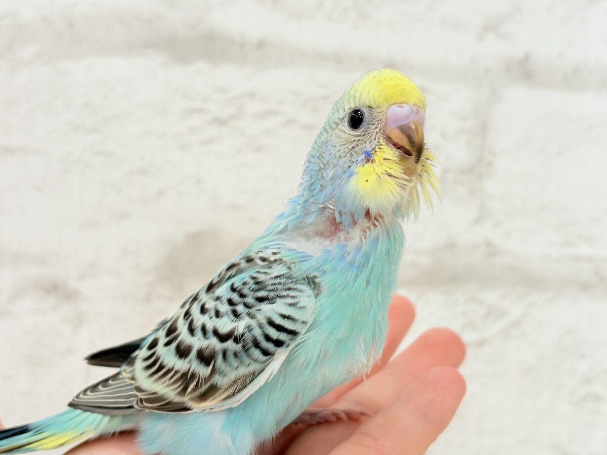 セキセイインコ