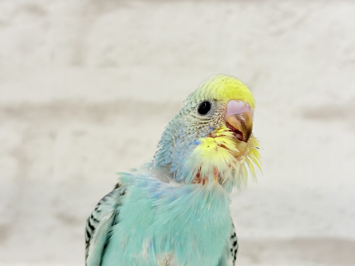【最新画像更新🪄】まだまだ夏は終わらないっ🐣🌴セキセイインコ(レインボー) ヒナ セキセイインコ