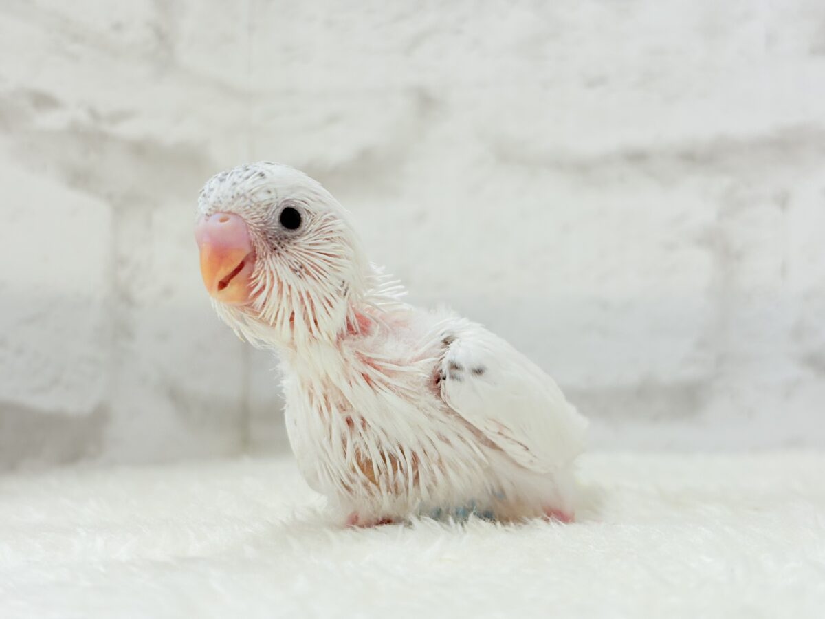 【最新画像更新🪄】わた毛ベイビーの未来はどうなる?𓈒𓏸︎︎︎︎ セキセイインコ(白ハルクイン) ヒナ セキセイインコ