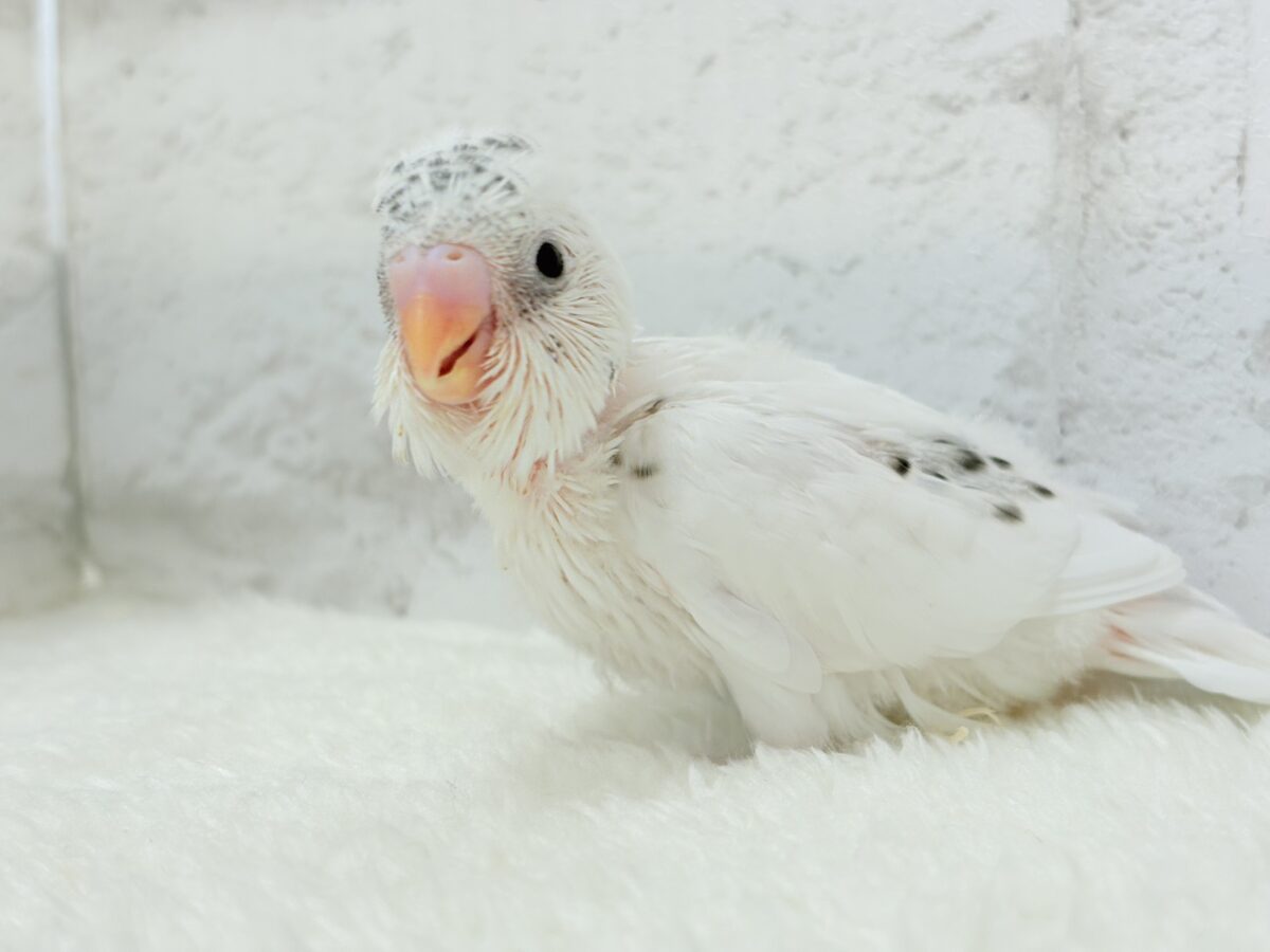【最新画像更新🪄】わた毛ベイビーの未来はどうなる?𓈒𓏸︎︎︎︎ セキセイインコ(白ハルクイン) ヒナ セキセイインコ