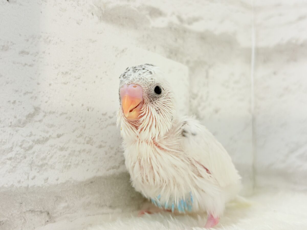 【最新画像更新🪄】わた毛ベイビーの未来はどうなる?𓈒𓏸︎︎︎︎ セキセイインコ(白ハルクイン) ヒナ セキセイインコ