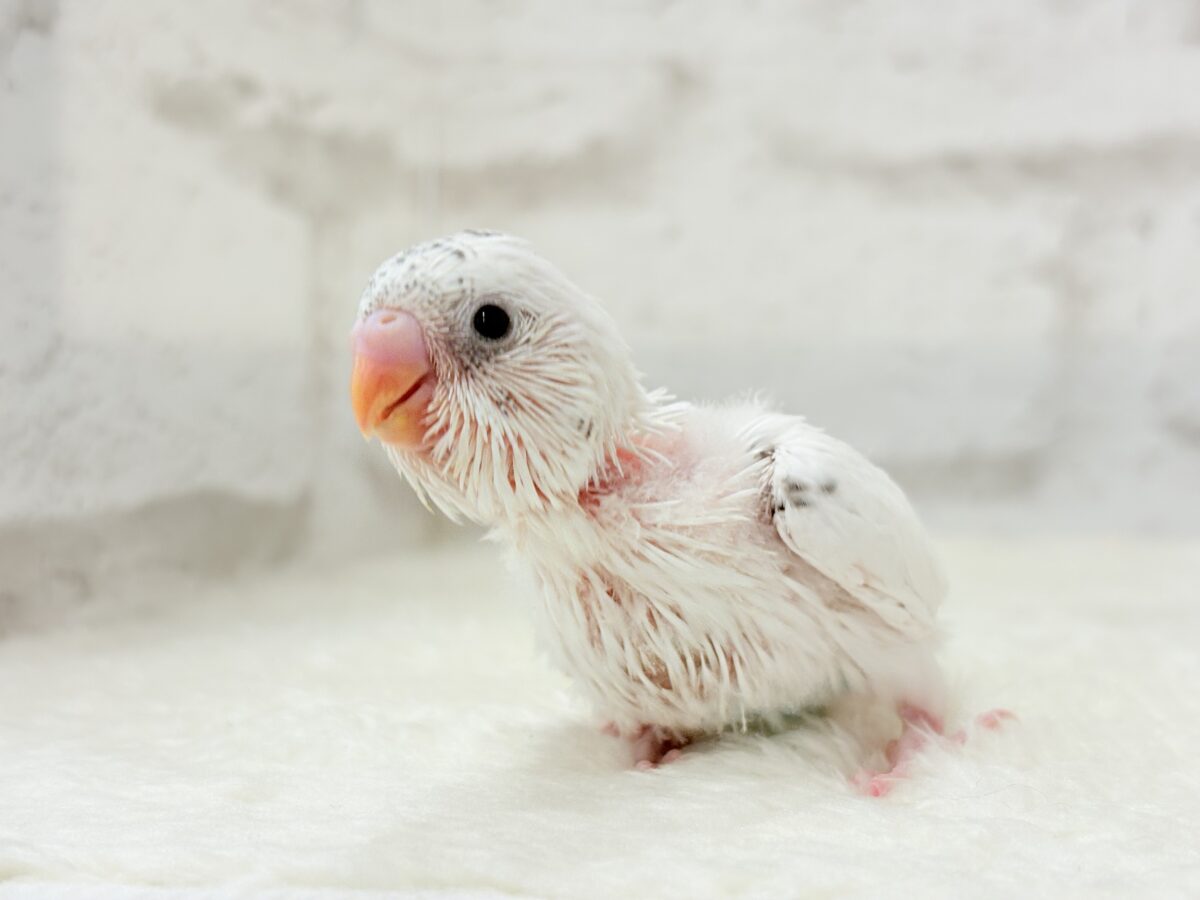 【最新画像更新🪄】わた毛ベイビーの未来はどうなる?𓈒𓏸︎︎︎︎ セキセイインコ(白ハルクイン) ヒナ セキセイインコ