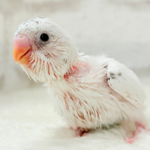 【最新画像更新🪄】わた毛ベイビーの未来はどうなる？𓈒𓏸︎︎︎︎ セキセイインコ(白ハルクイン) ヒナ