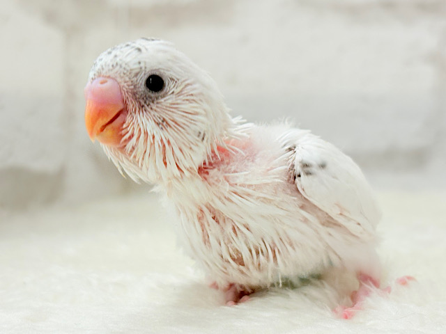 【最新画像更新🪄】わた毛ベイビーの未来はどうなる？𓈒𓏸︎︎︎︎ セキセイインコ(白ハルクイン) ヒナ