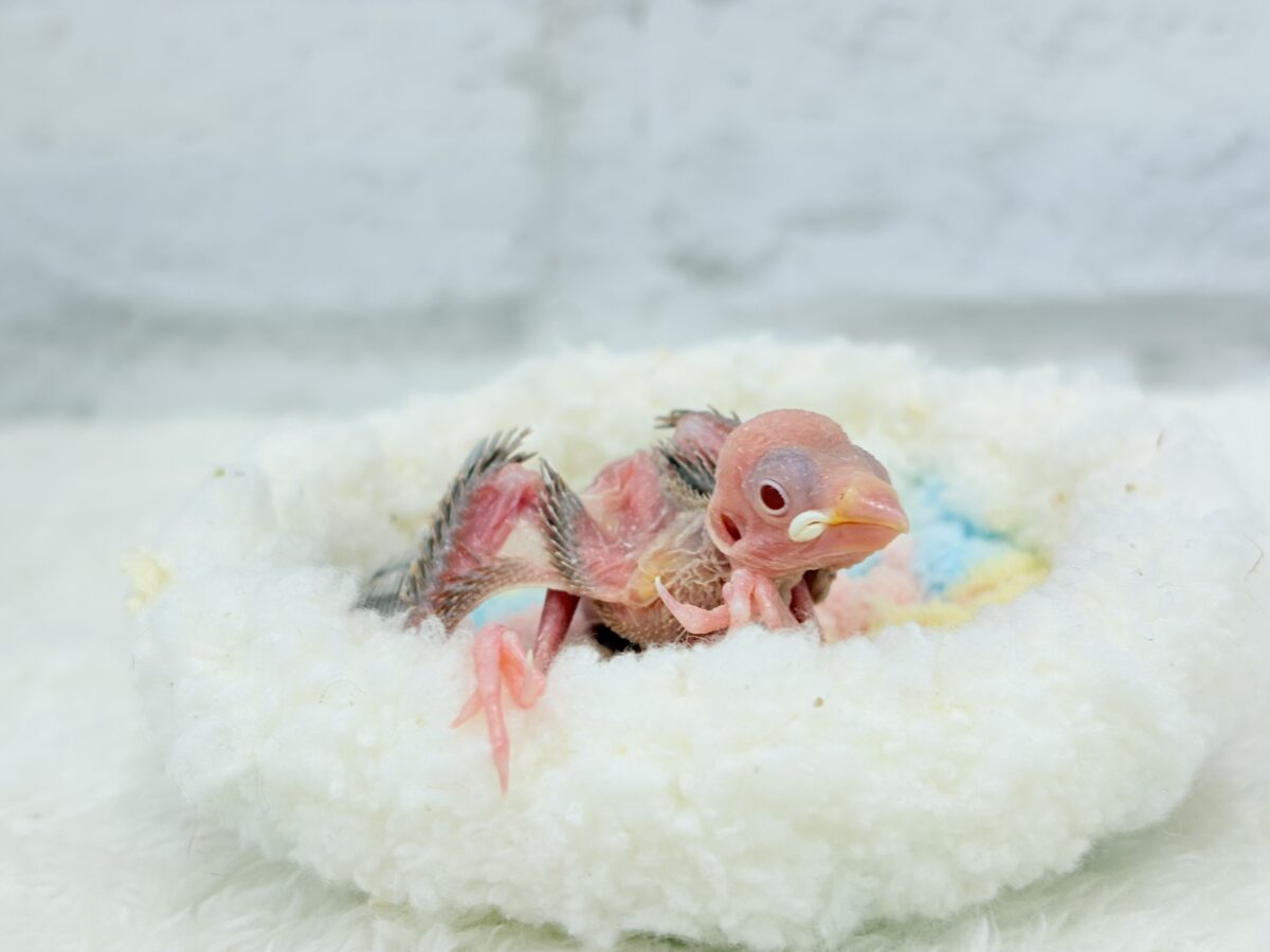 癒し系目指して日々特訓中🐣🤎シナモン文鳥 ヒナ シナモン文鳥
