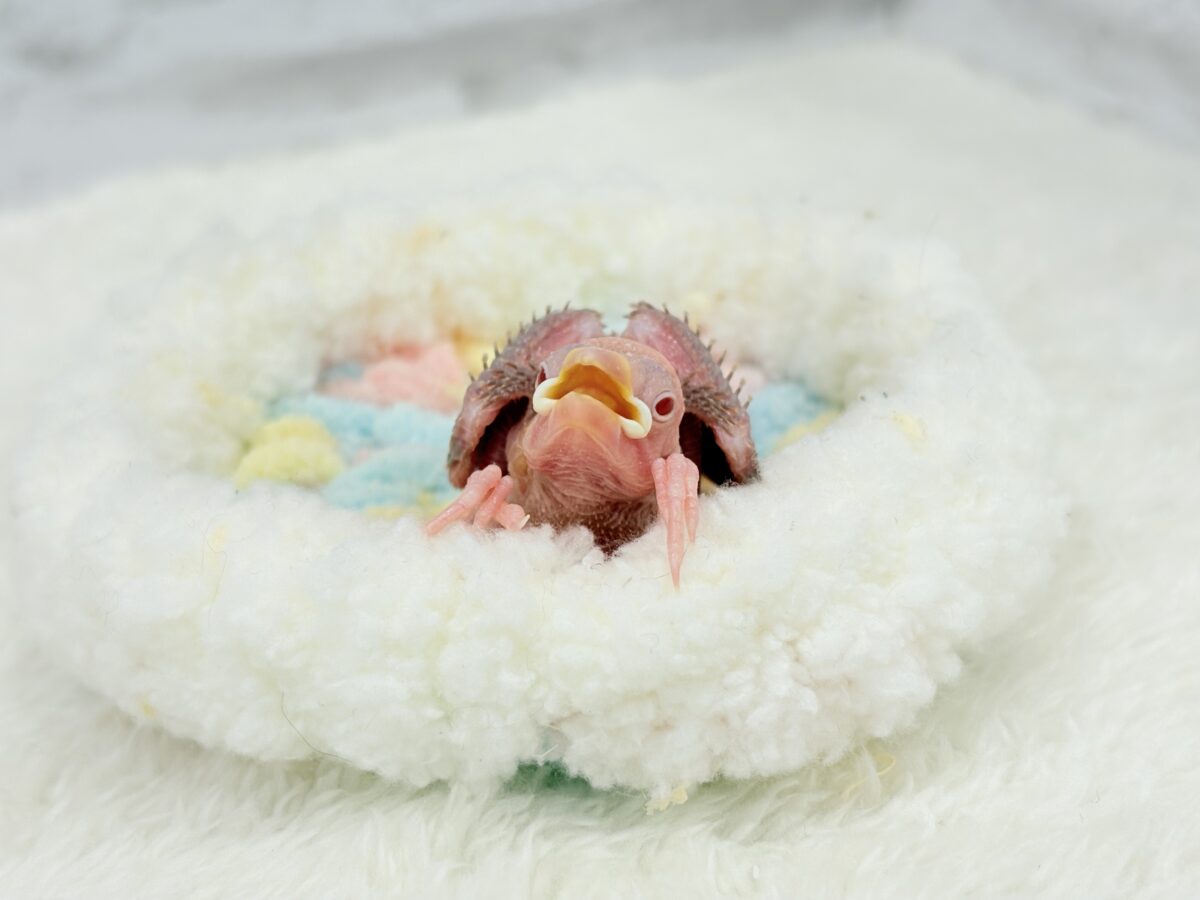 シナモン文鳥
