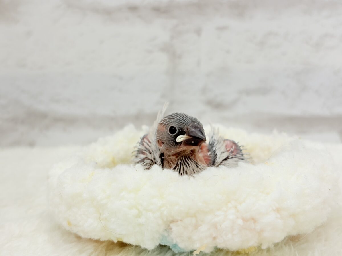 くりくりおめめに魅了されちゃう♡♥♡シルバー文鳥 ヒナ シルバー文鳥
