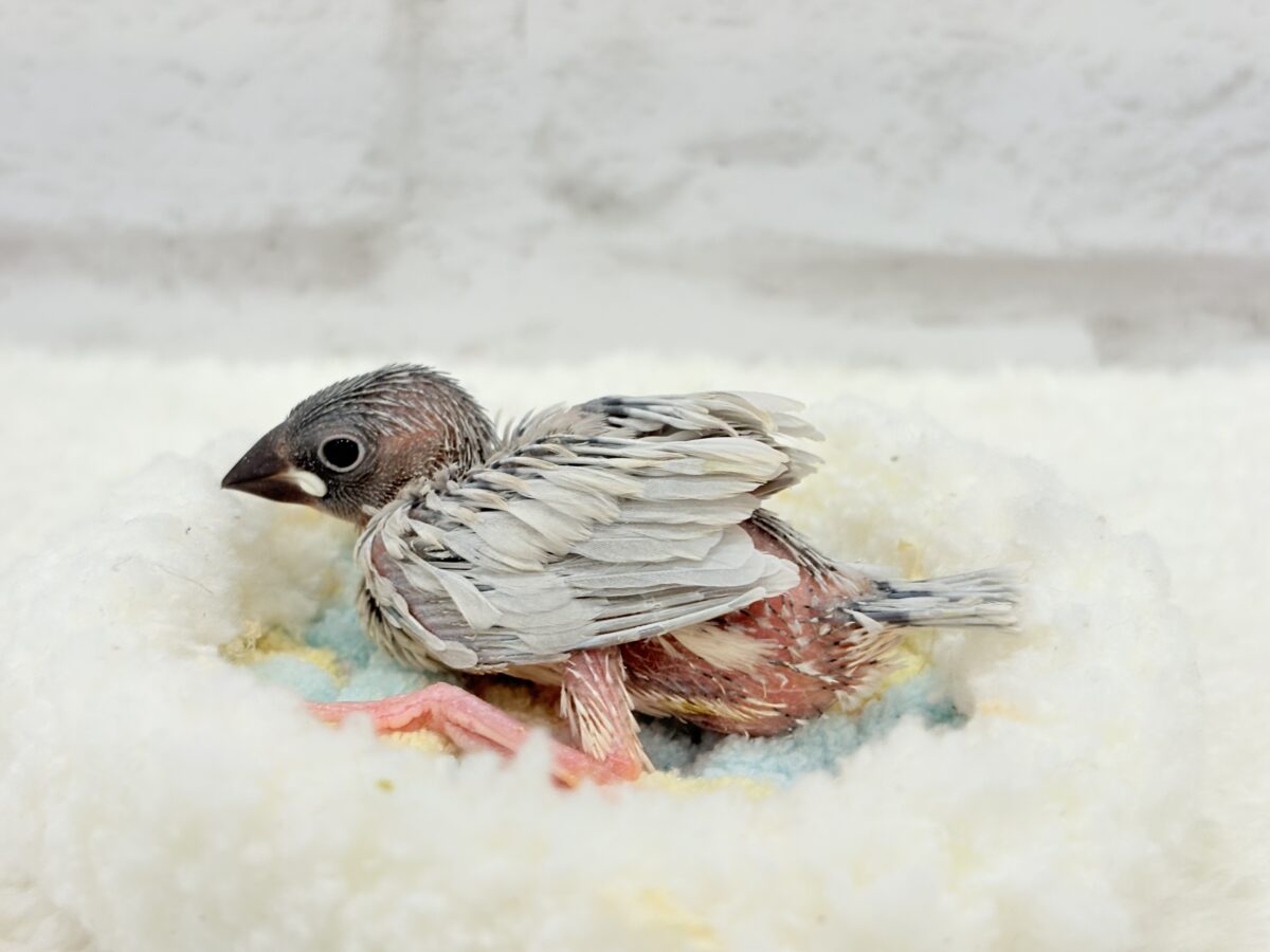 くりくりおめめに魅了されちゃう♡♥♡シルバー文鳥 ヒナ シルバー文鳥