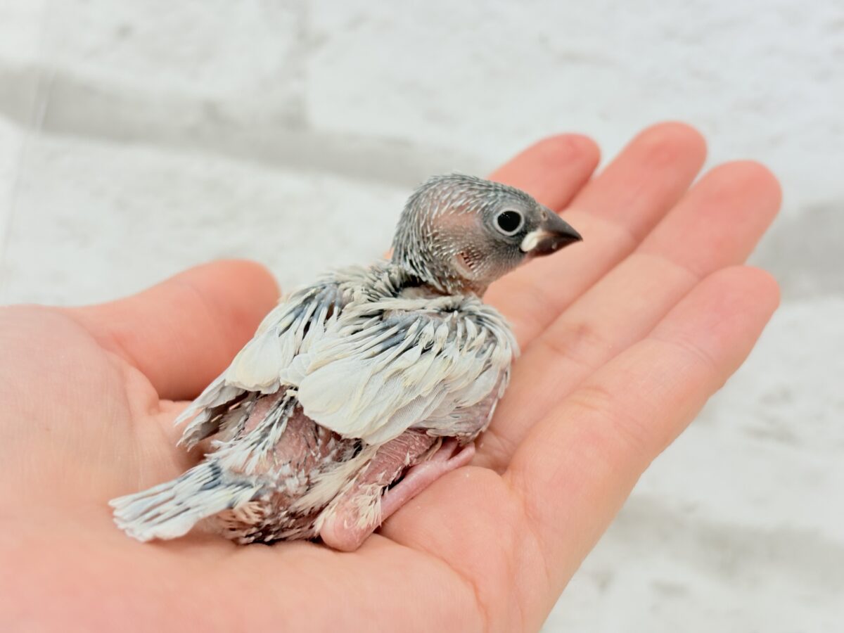 シルバー文鳥