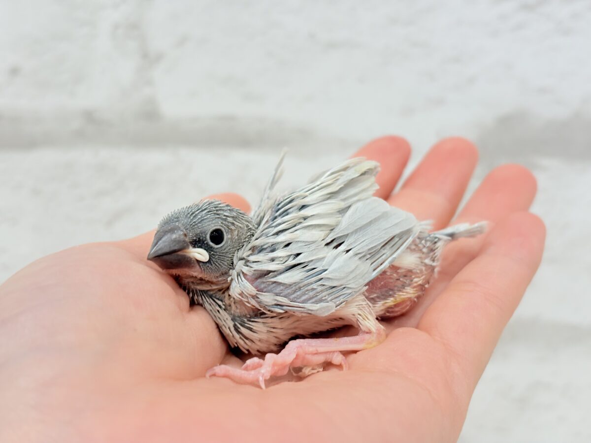 くりくりおめめに魅了されちゃう♡♥♡シルバー文鳥 ヒナ シルバー文鳥